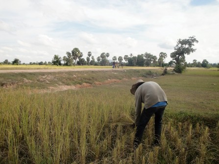 An experienced farmer cuts the rice